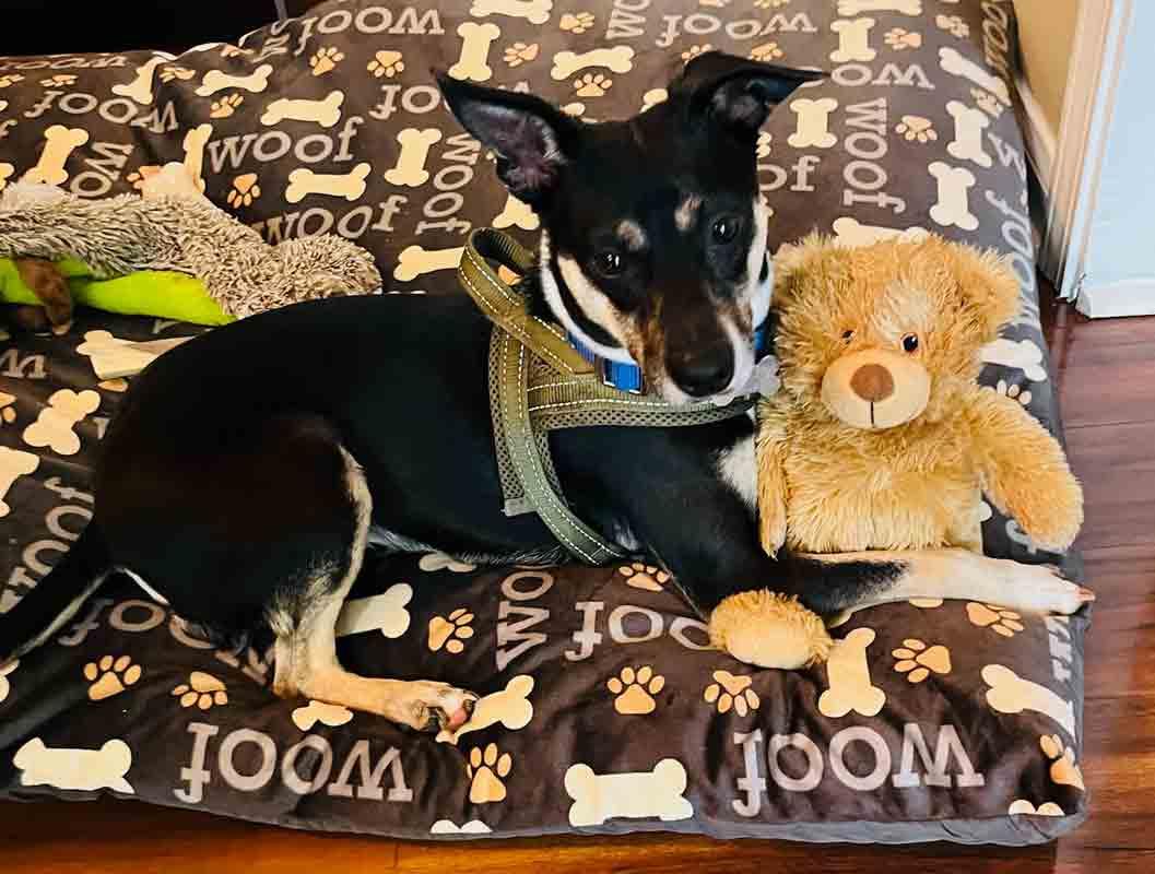 Lexington, an adoptable mixed breed in Kennesaw, GA image 5/6