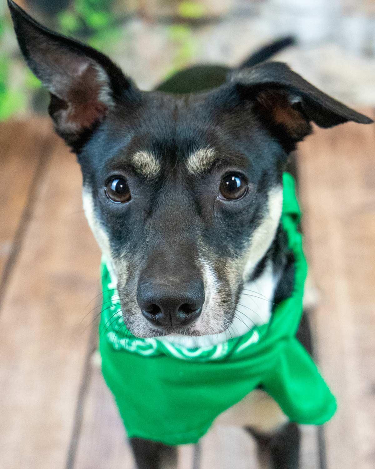Enlarge Lexington, an adoptable mixed breed in Kennesaw, GA image 1/6