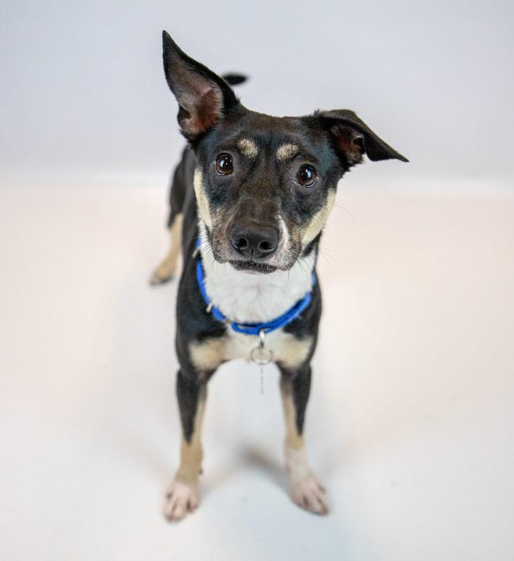 Enlarge Lexington, an adoptable mixed breed in Kennesaw, GA image 3/6