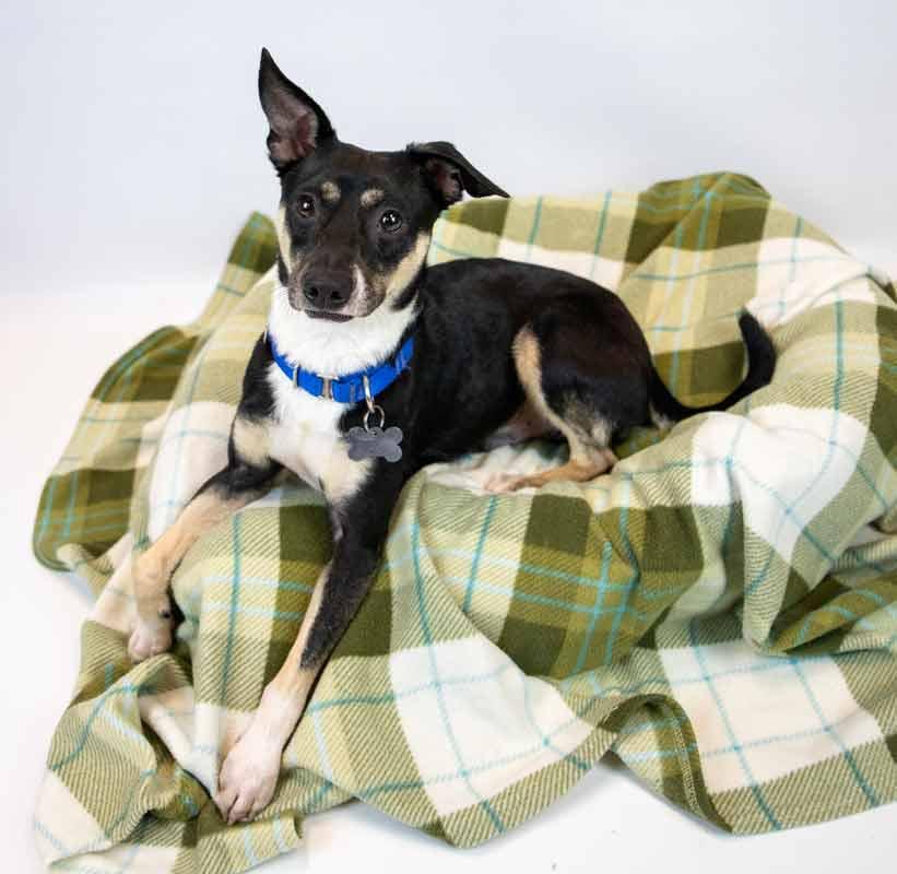 Enlarge Lexington, an adoptable mixed breed in Kennesaw, GA image 4/6