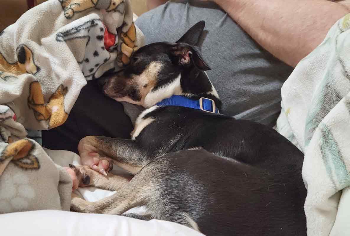 Enlarge Lexington, an adoptable mixed breed in Kennesaw, GA image 5/6