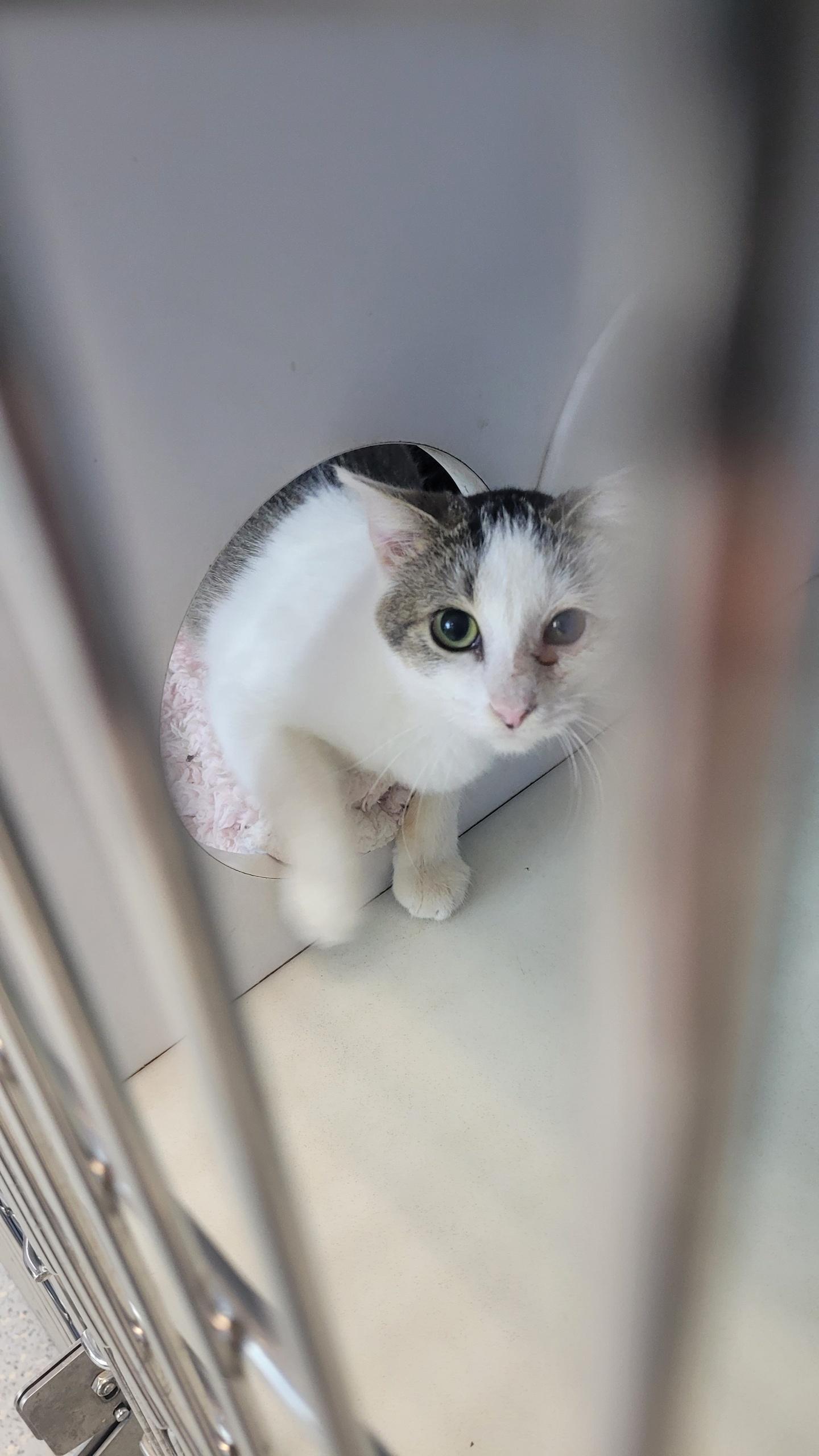 Enlarge #704 - Peg, an adopted Domestic Short Hair in Sunset Hills, MO image 2/3