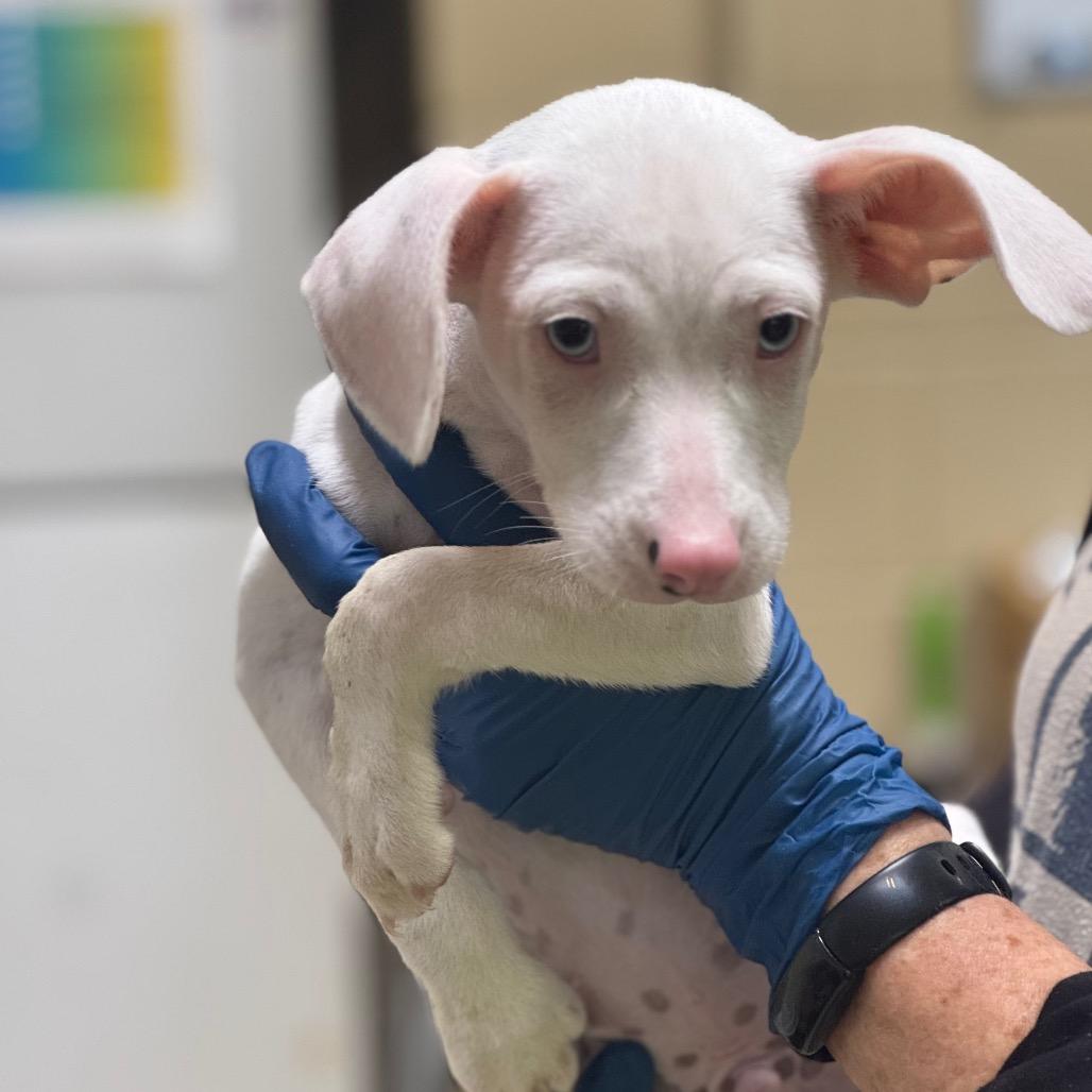 HUCK, Adoptable, Puppy Male Bull Terrier & Mixed Breed.