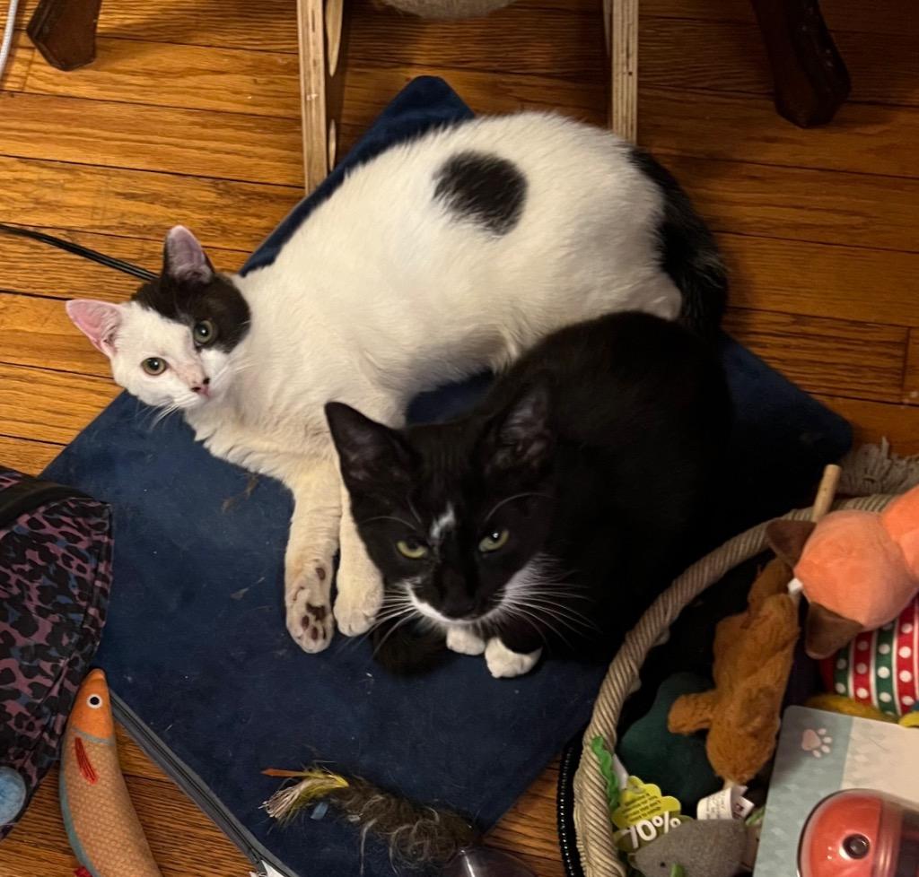 Cade von Catsby "Side Bangs" in foster, Adoptable, Young Male Domestic Short Hair.