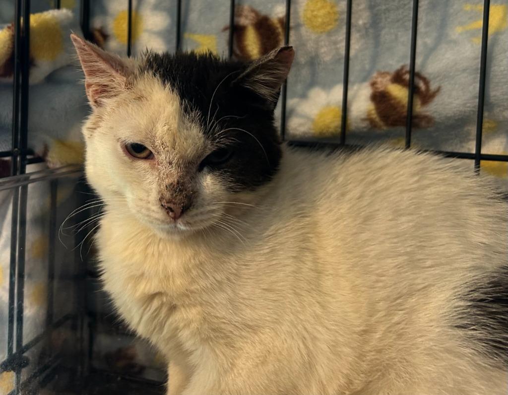 Enlarge Cade von Catsby "Side Bangs" in foster, a Adoptable mixed breed in Windsor, CT image 1/4