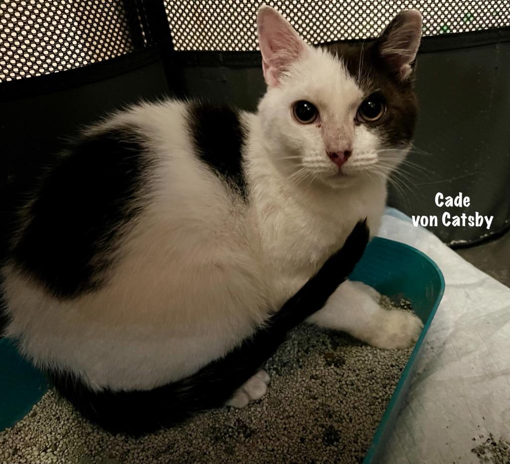 Enlarge Cade von Catsby "Side Bangs" in foster, a Adoptable mixed breed in Windsor, CT image 3/4