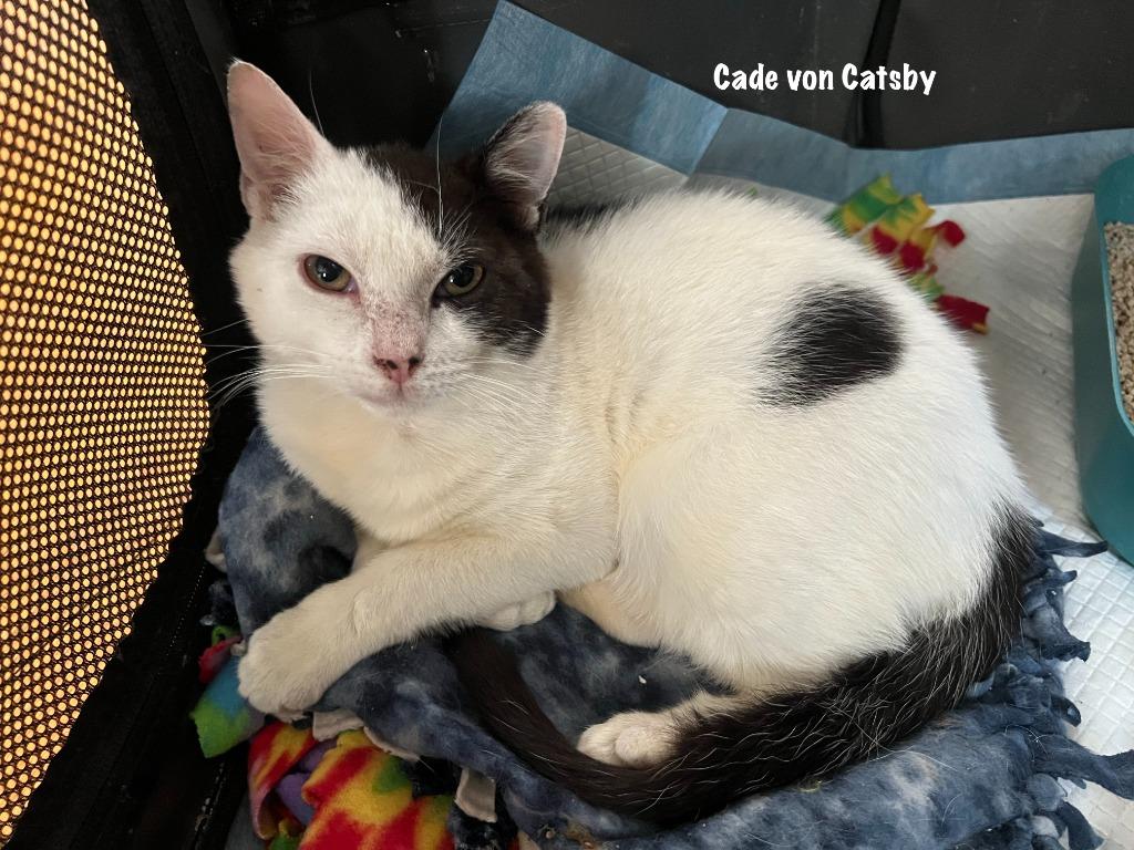 Enlarge Cade von Catsby "Side Bangs" in foster, a Adoptable mixed breed in Windsor, CT image 4/4