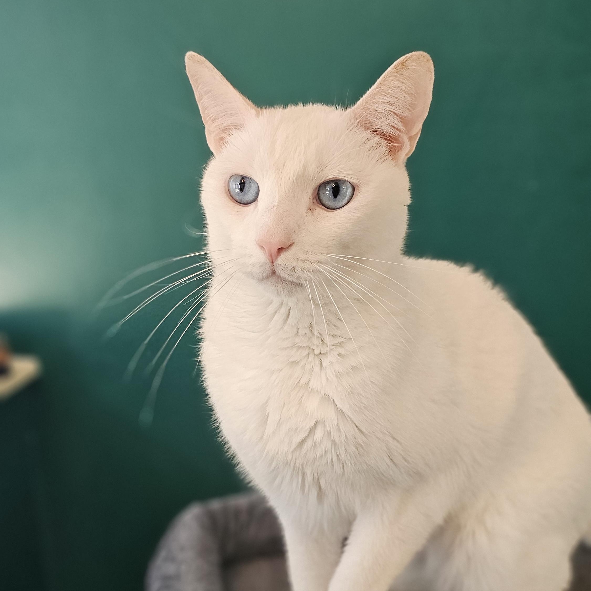 Asiatic Lily/Oliver, a Adoptable Domestic Short Hair in Lauderhill, FL image 2/6