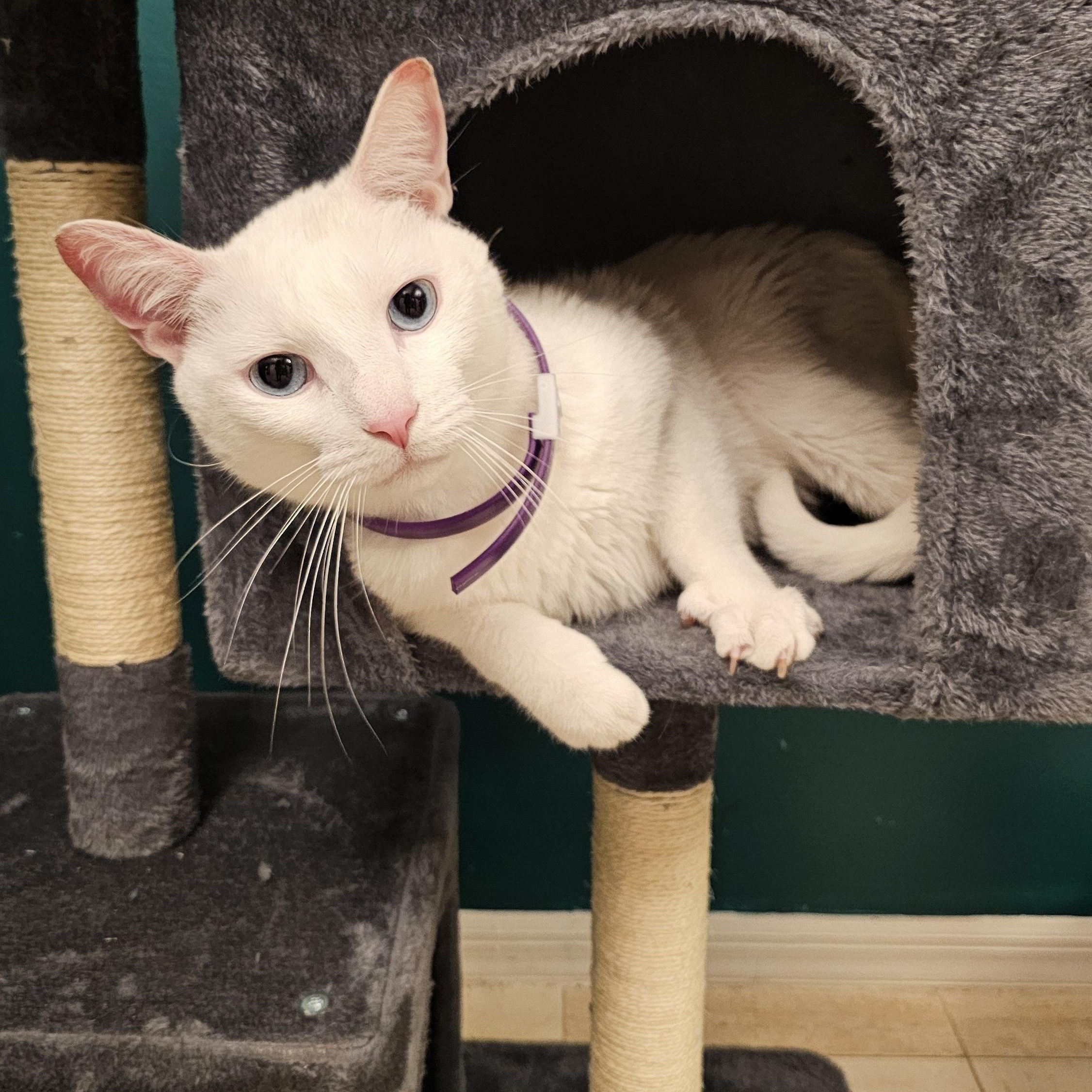 Asiatic Lily/Oliver, a Adoptable Domestic Short Hair in Lauderhill, FL image 3/6