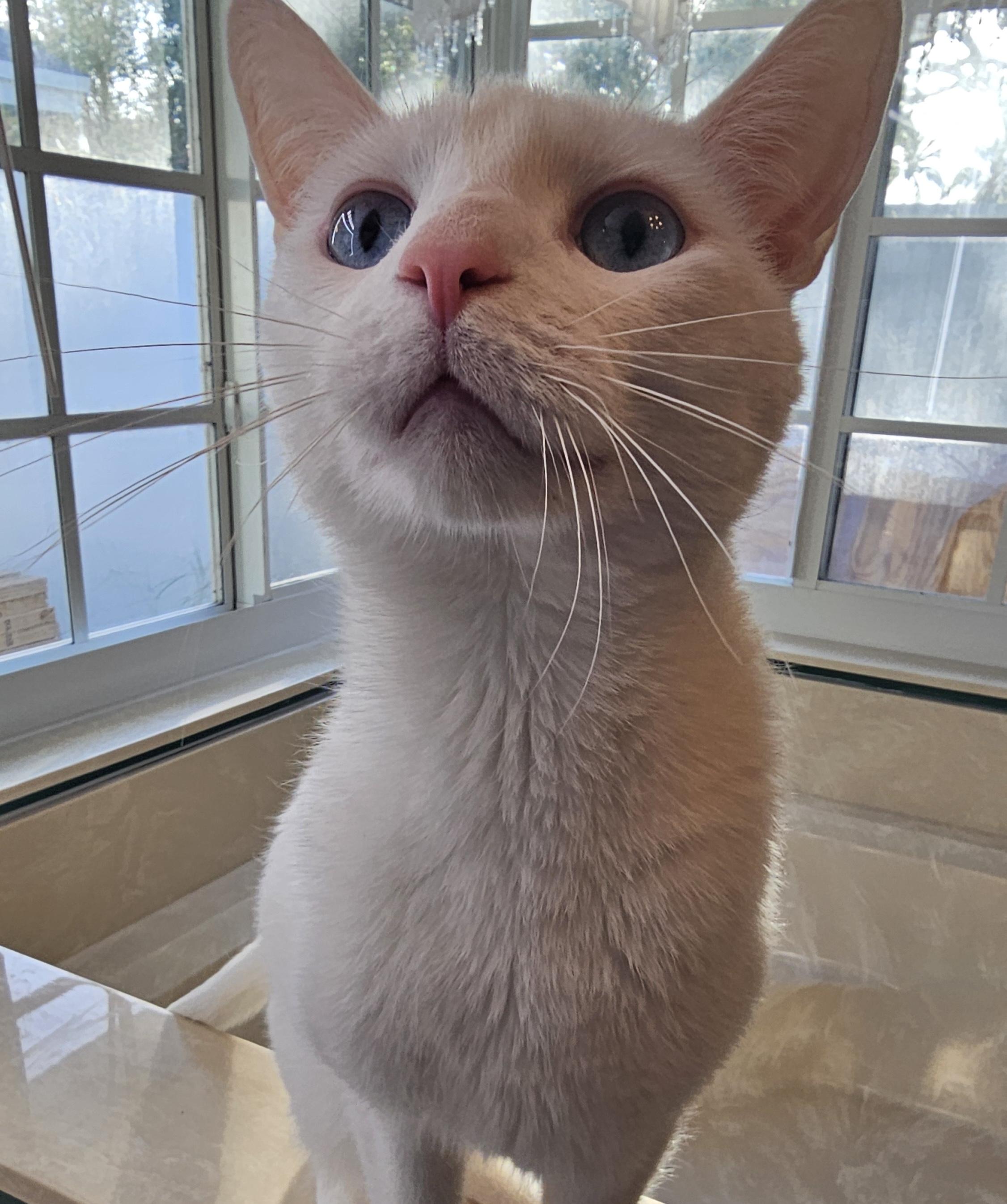 Asiatic Lily/Oliver, a Adoptable Domestic Short Hair in Lauderhill, FL image 4/6