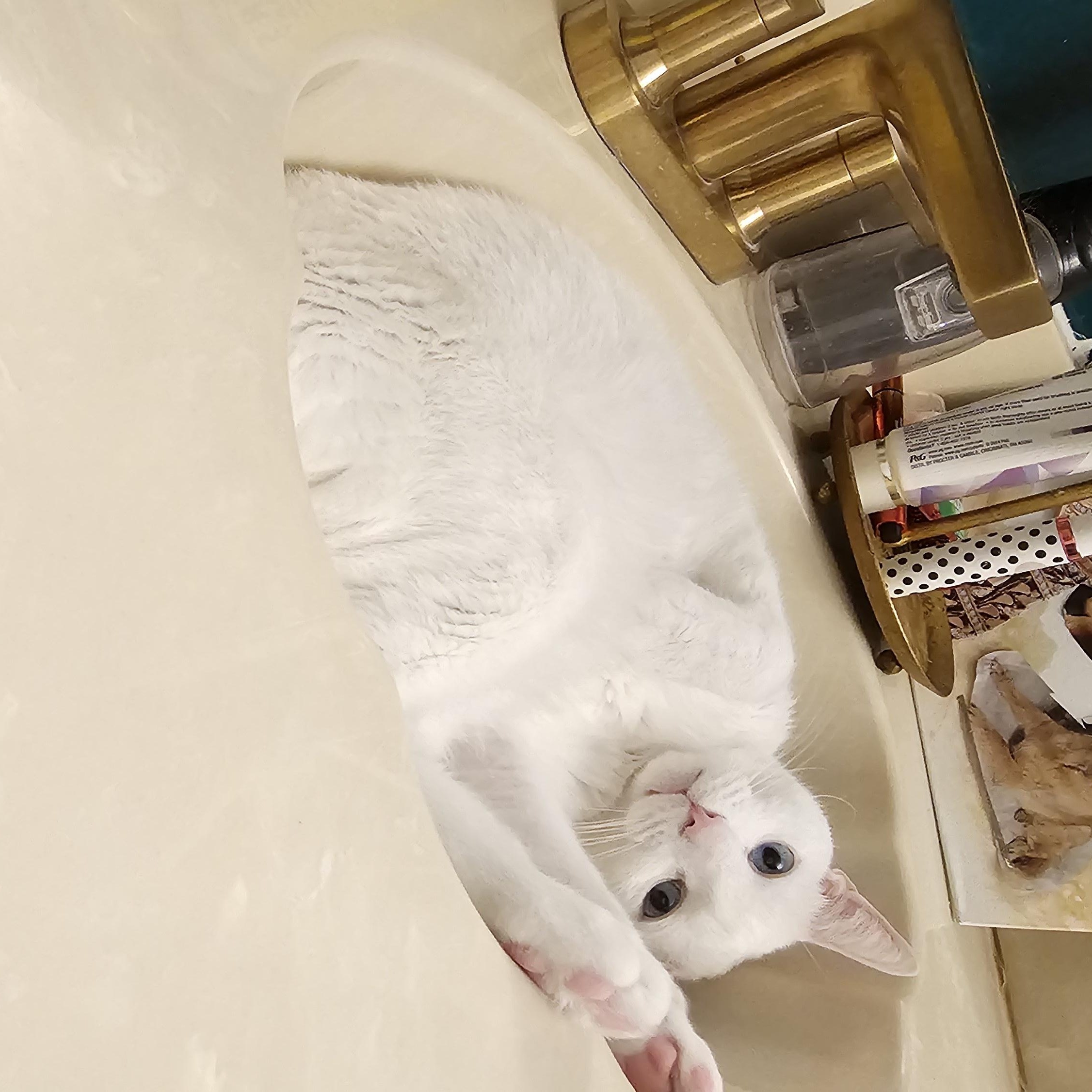 Asiatic Lily/Oliver, a Adoptable Domestic Short Hair in Lauderhill, FL image 5/6