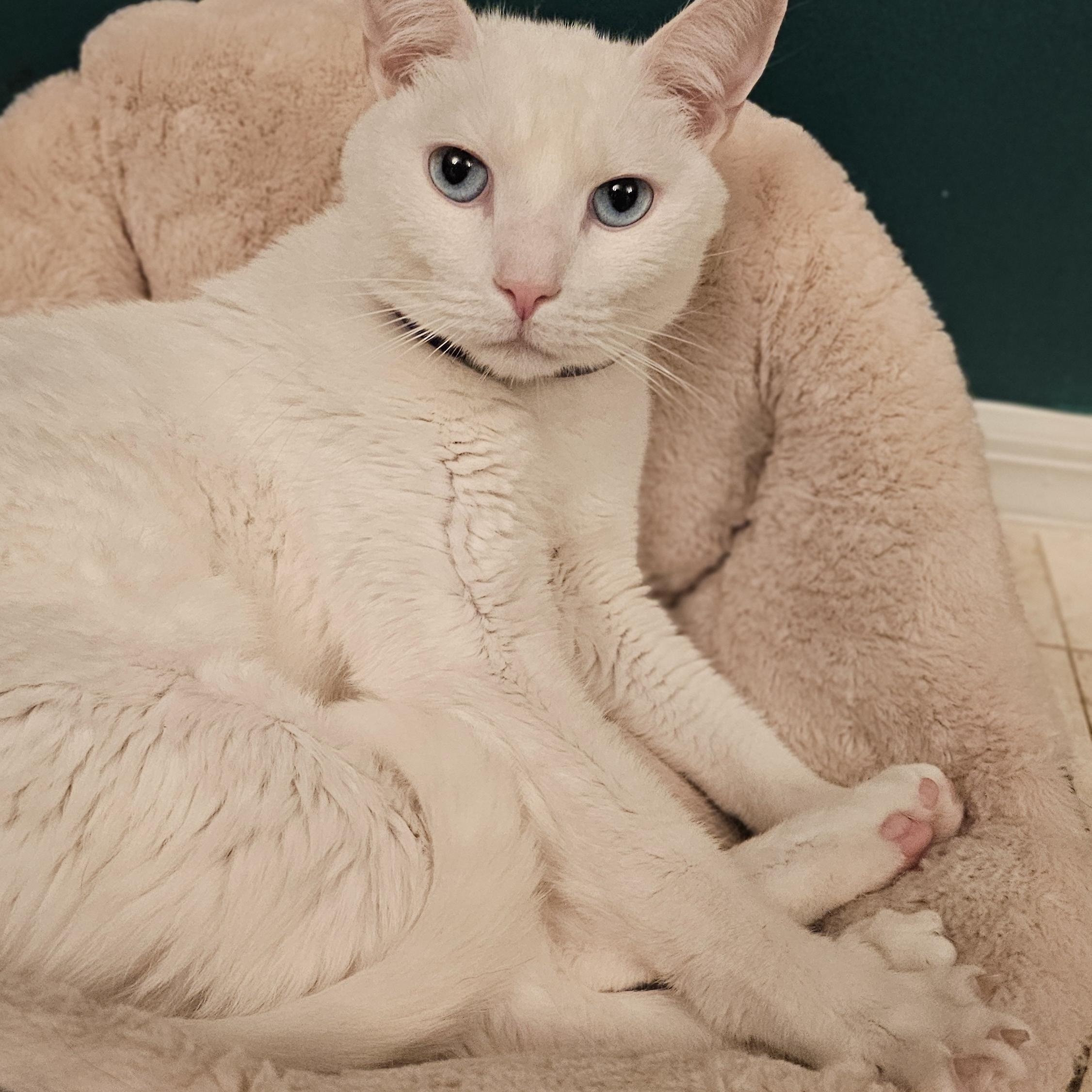 Asiatic Lily/Oliver, a Adoptable Domestic Short Hair in Lauderhill, FL image 6/6