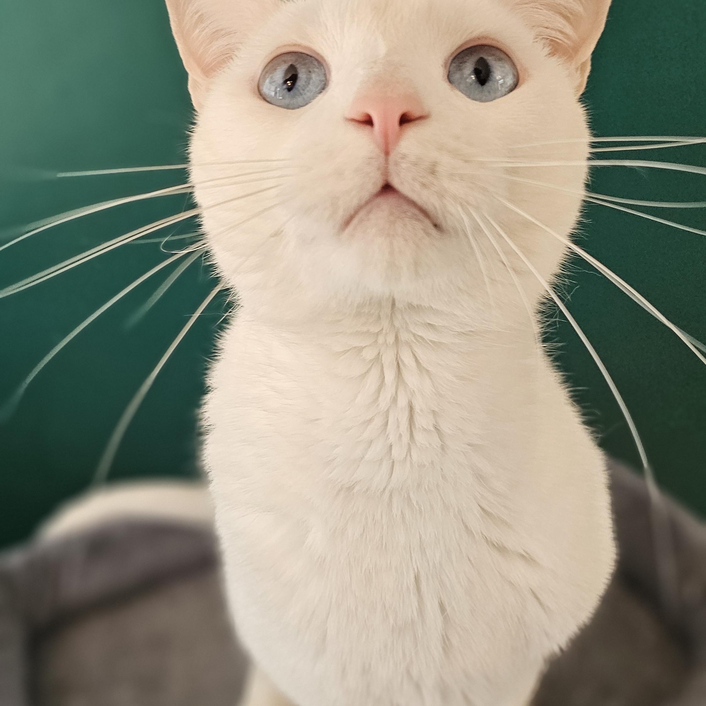 Asiatic Lily/Oliver, Adoptable, Adult Male Domestic Short Hair.