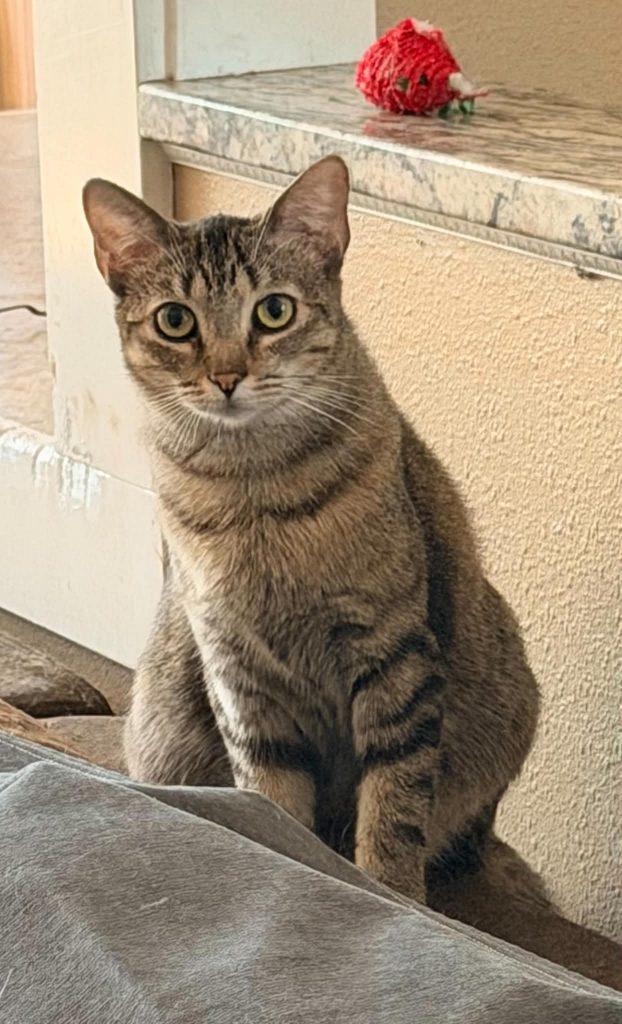 Rusty, ADOPTABLE, Young Female Tabby.