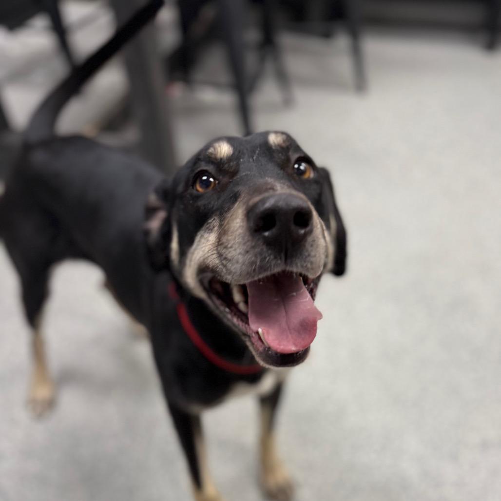 Casey, adoptable, Adult Female Hound & Mixed Breed.