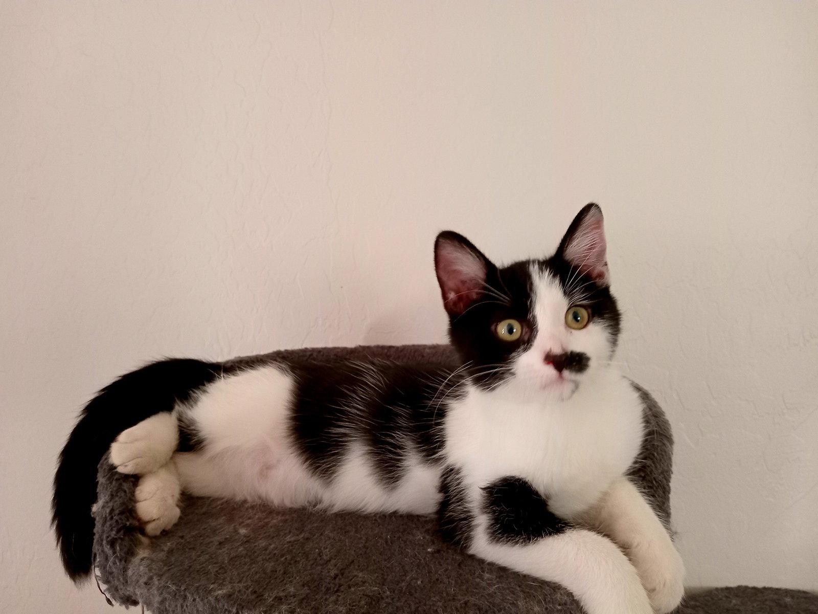 Inkling, Adopted, Kitten Male Domestic Short Hair.