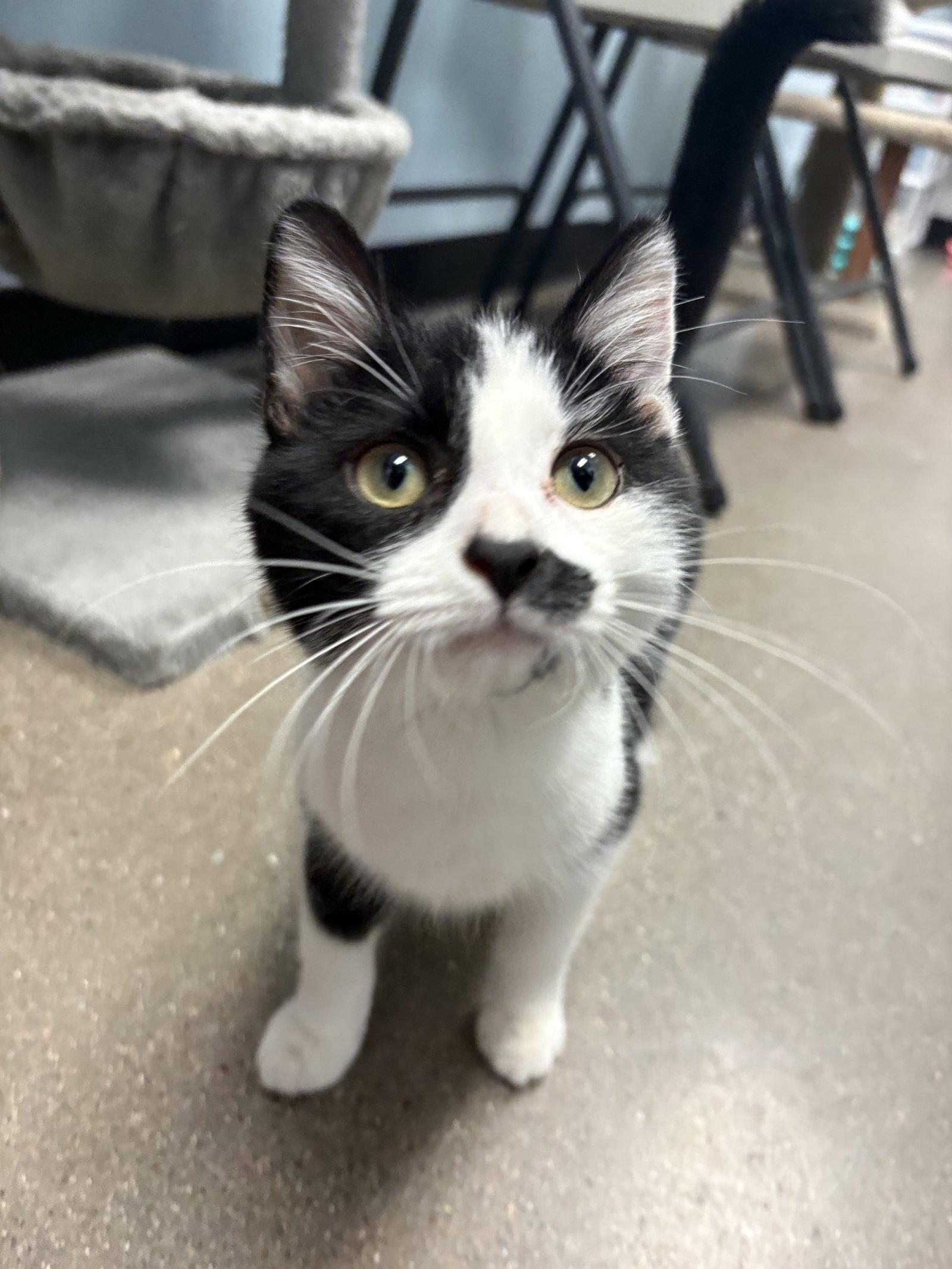Enlarge Inkling, a Adopted Domestic Short Hair in Glendale, AZ image 2/3