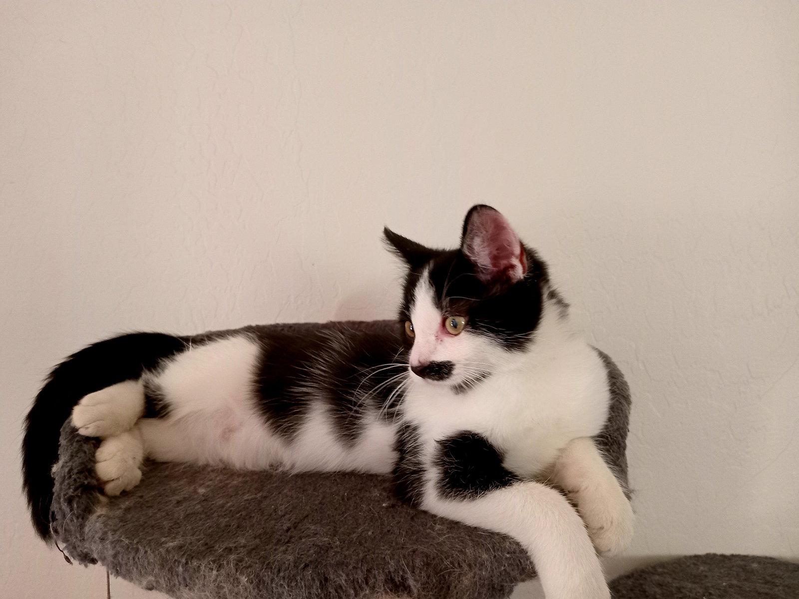 Enlarge Inkling, a Adopted Domestic Short Hair in Glendale, AZ image 3/3