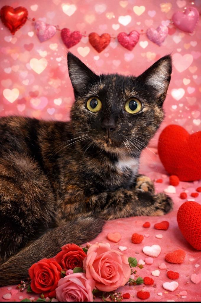 Enlarge CHEESECAKE, a Adoptable mixed breed in Wintersville, OH image 1/6