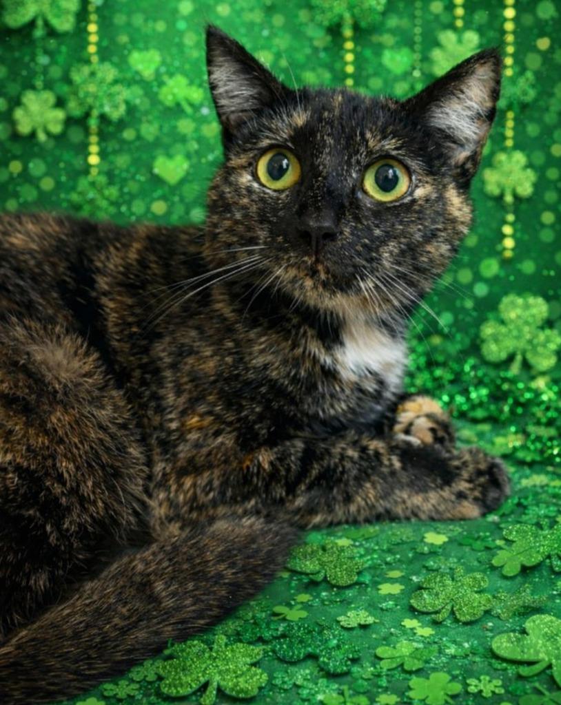 Enlarge CHEESECAKE, a Adoptable mixed breed in Wintersville, OH image 2/6