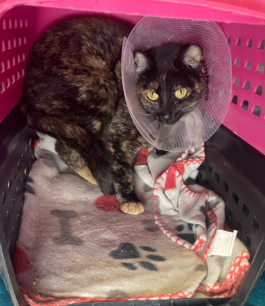 Enlarge CHEESECAKE, a Adoptable mixed breed in Wintersville, OH image 3/6