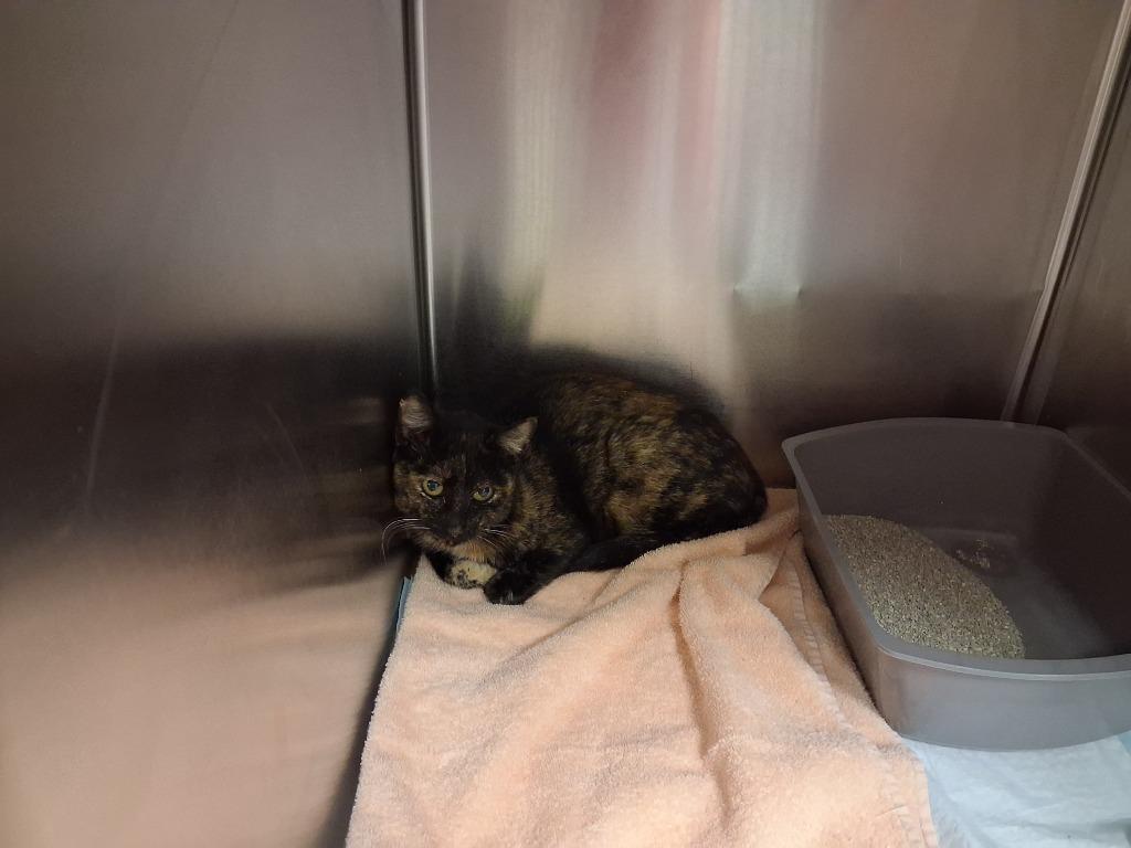 Enlarge CHEESECAKE, a Adoptable mixed breed in Wintersville, OH image 4/6