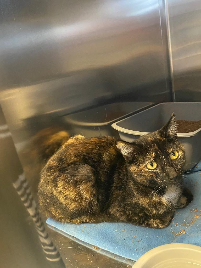 Enlarge CHEESECAKE, a Adoptable mixed breed in Wintersville, OH image 5/6