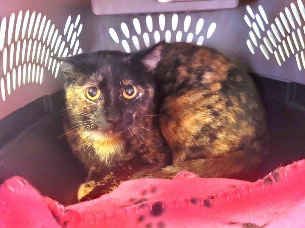 Enlarge CHEESECAKE, a Adoptable mixed breed in Wintersville, OH image 6/6