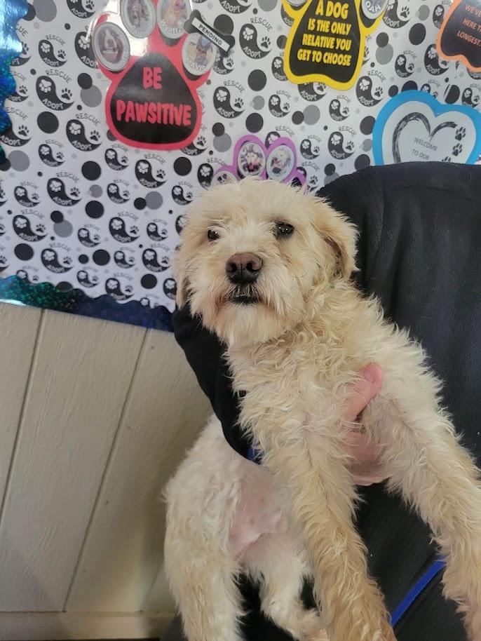 Enlarge Snowball #045-26, an adopted mixed breed in Cambridge, OH image 2/3