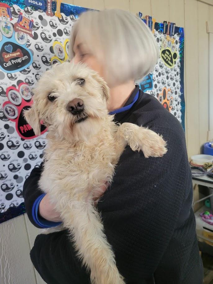 Enlarge Snowball #045-26, an adopted mixed breed in Cambridge, OH image 3/3