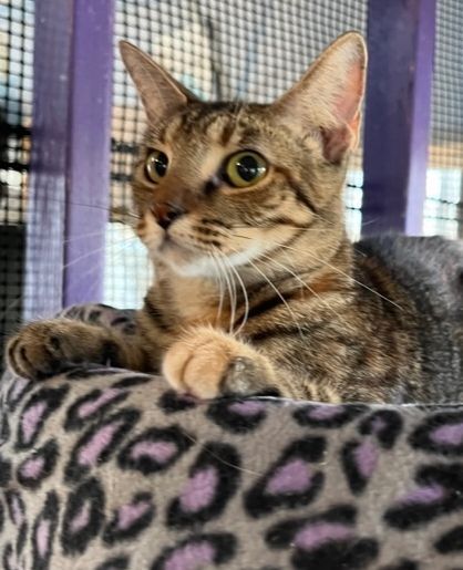 Enlarge Brownie, a Adoptable Tabby in Porter, TX image 1/1