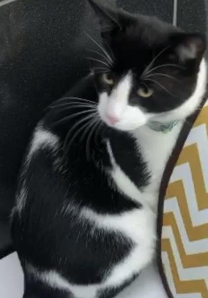 OTIS, a Adoptable Tuxedo in North York, ON image 1/6