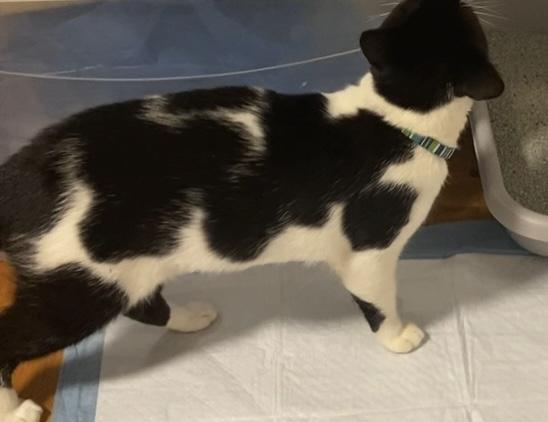 OTIS, Adoptable, Young Male Tuxedo.