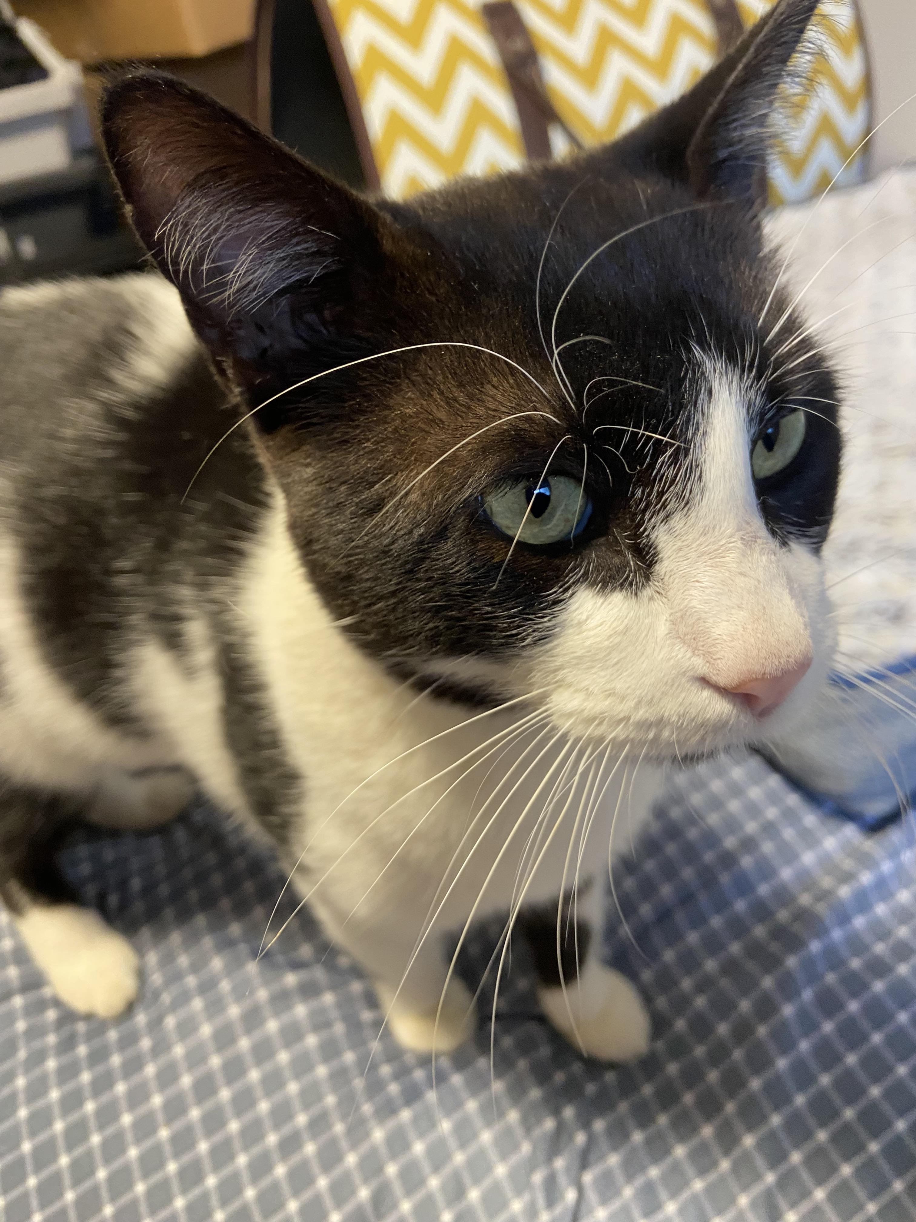 OTIS, a Adoptable Tuxedo in North York, ON image 5/6