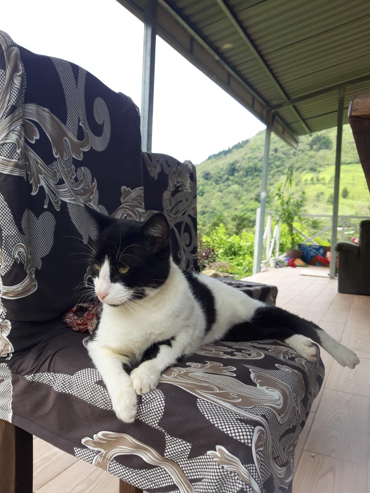 OTIS, a Adoptable Tuxedo in North York, ON image 4/6