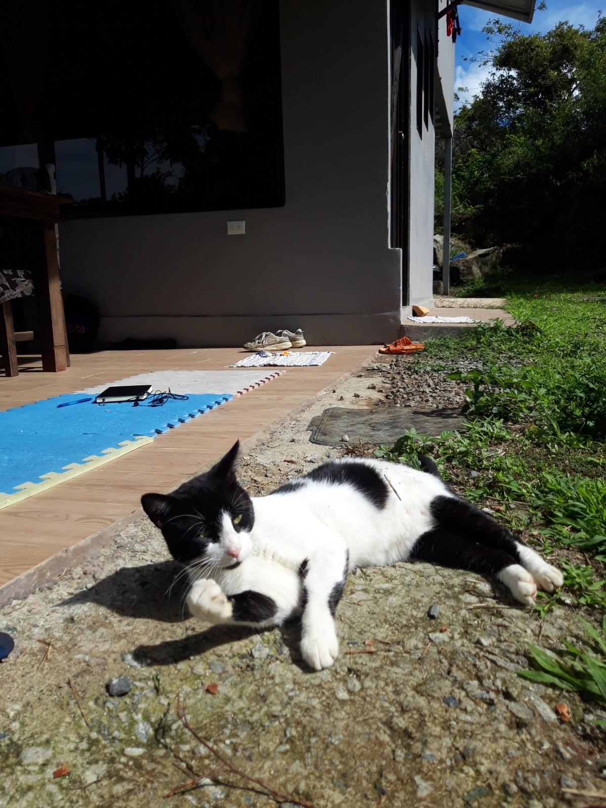 OTIS, a Adoptable Tuxedo in North York, ON image 6/6