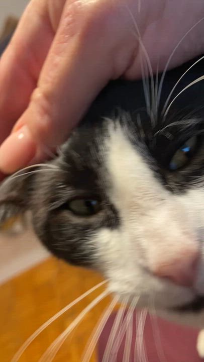 Enlarge OTIS, a Adoptable Tuxedo in North York, ON video 2/6