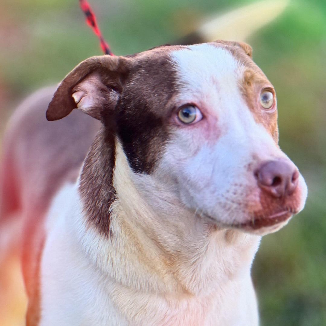 Boone, an adoptable Pit Bull Terrier in Muscatine, IA_image-1