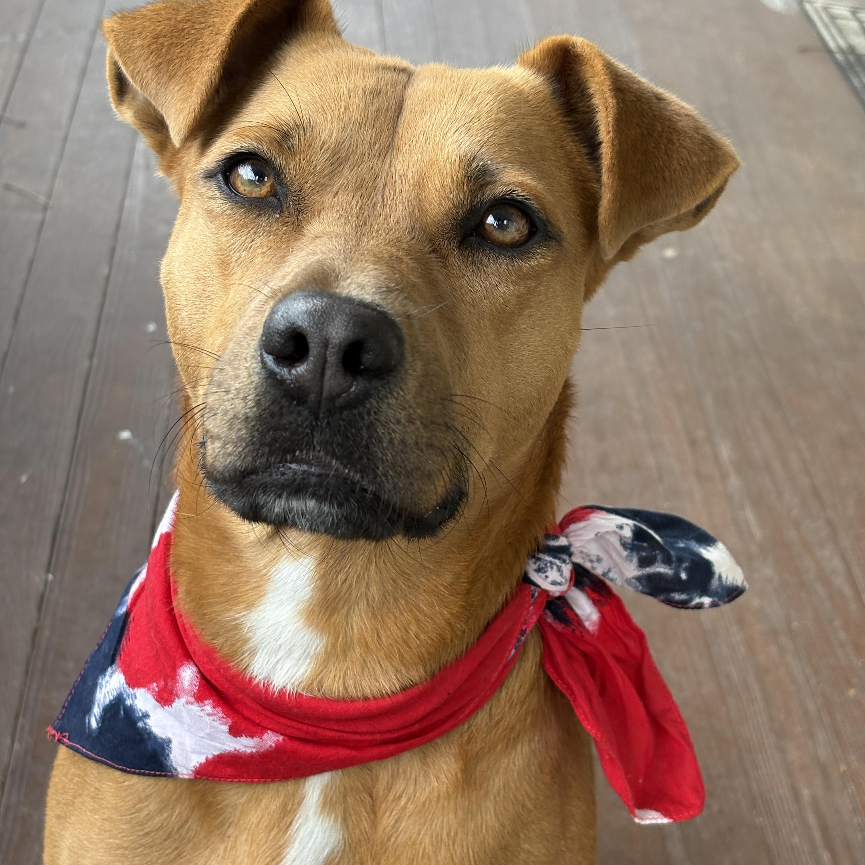 GYPSY- great with kids! — thumbnail 4