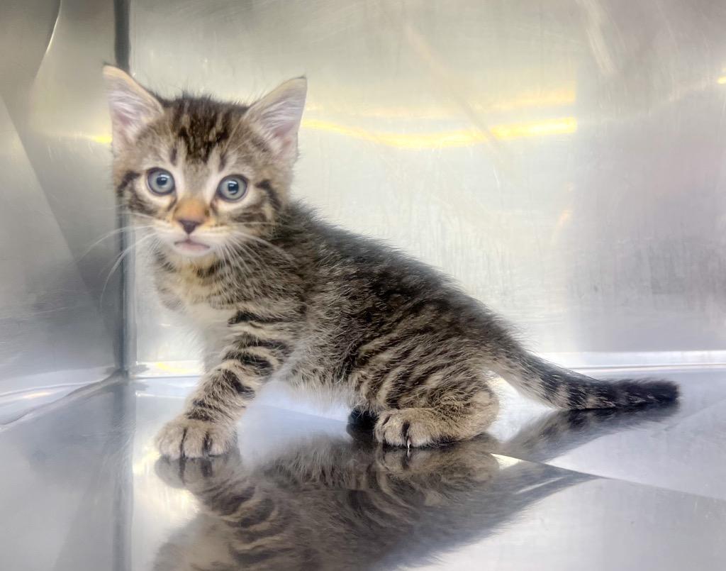 Buck, Adoptable, Kitten Male Domestic Short Hair.