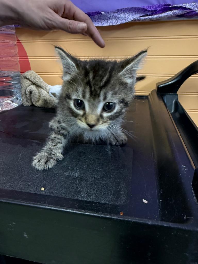Enlarge Buck, a Adoptable mixed breed in Murray, KY image 2/2