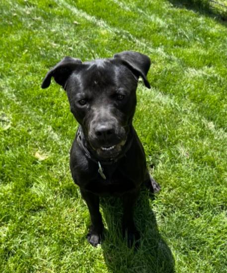 SCOOTER, a Adoptable mixed breed in Carroll, OH image 2/3