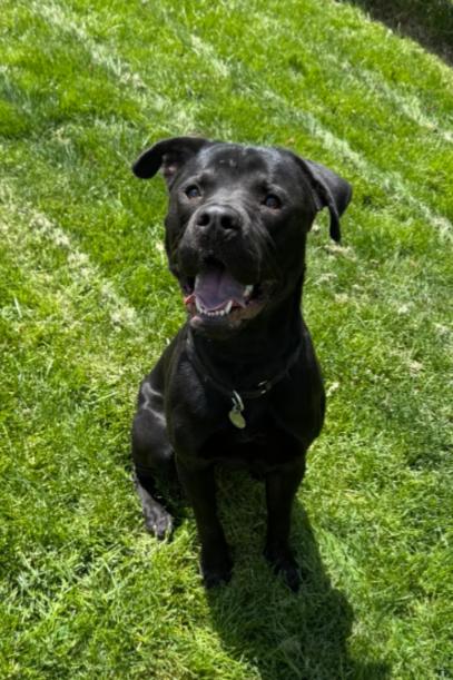 SCOOTER, a Adoptable mixed breed in Carroll, OH image 3/3