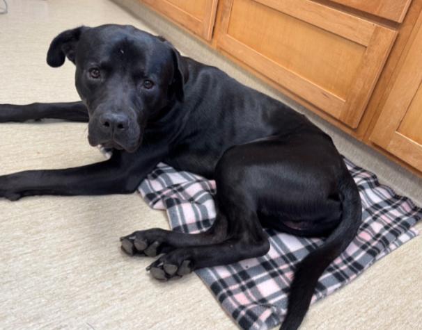 SCOOTER, Adoptable, Young Male Rottweiler & Labrador Retriever.