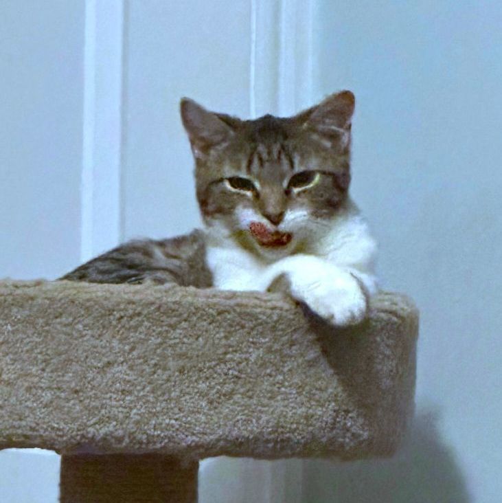 Sage, a Adoptable Domestic Short Hair in Landenberg, PA image 1/2