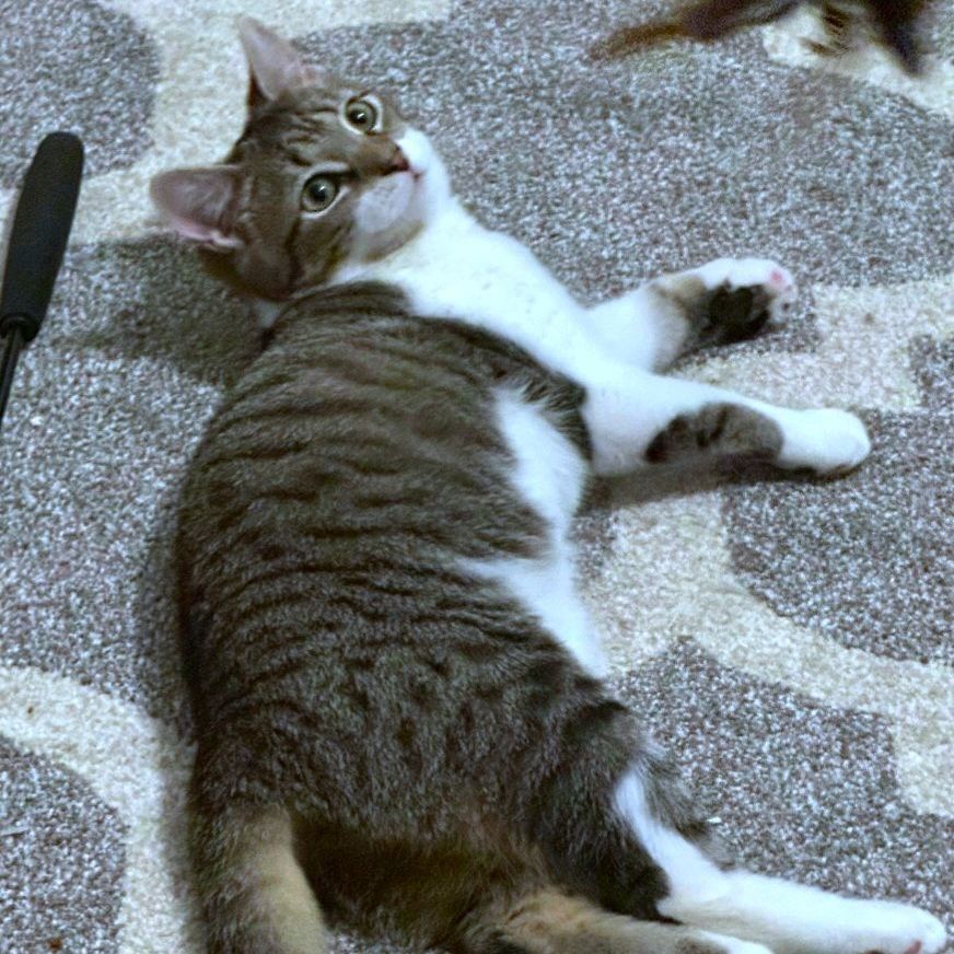 Sage, a Adoptable Domestic Short Hair in Landenberg, PA image 2/2