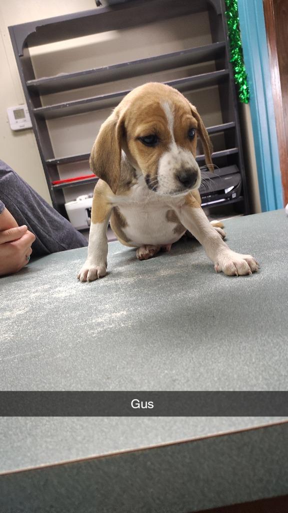 Gus, Adoptable, Puppy Male Hound & Mixed Breed.