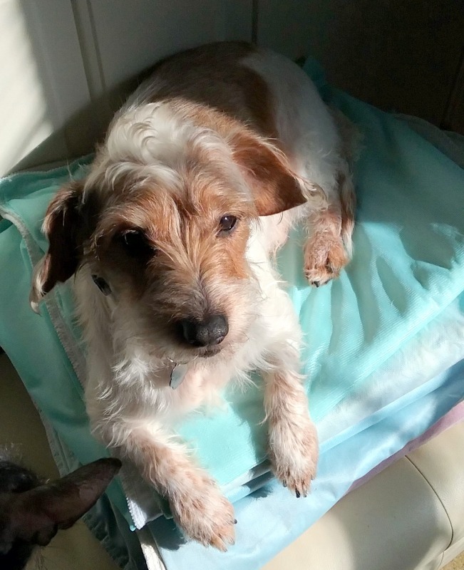 Enlarge Seymour (MD), a Adoptable Dachshund image 1/1