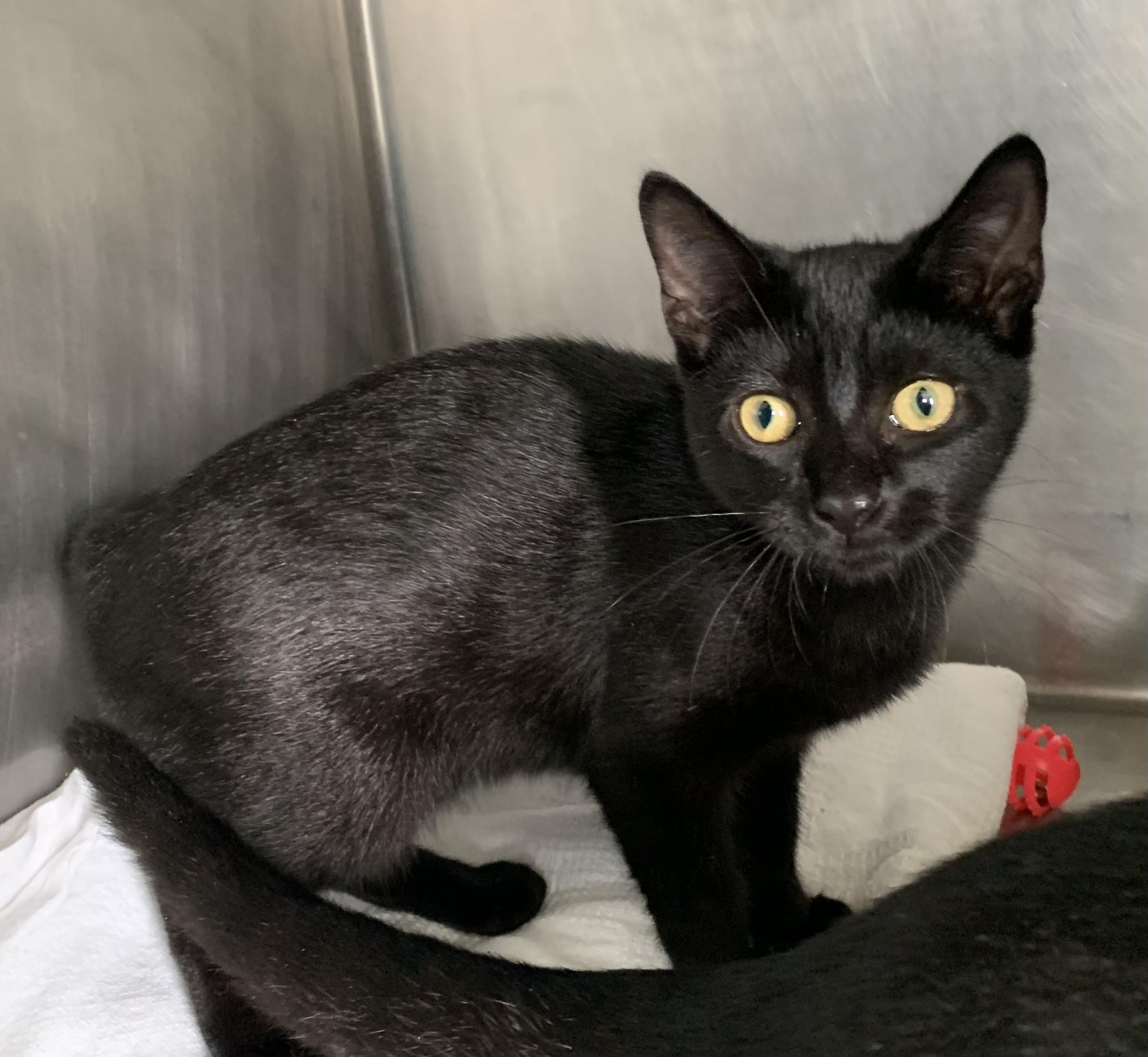 Princess, Adoptable, Young Female Domestic Short Hair.