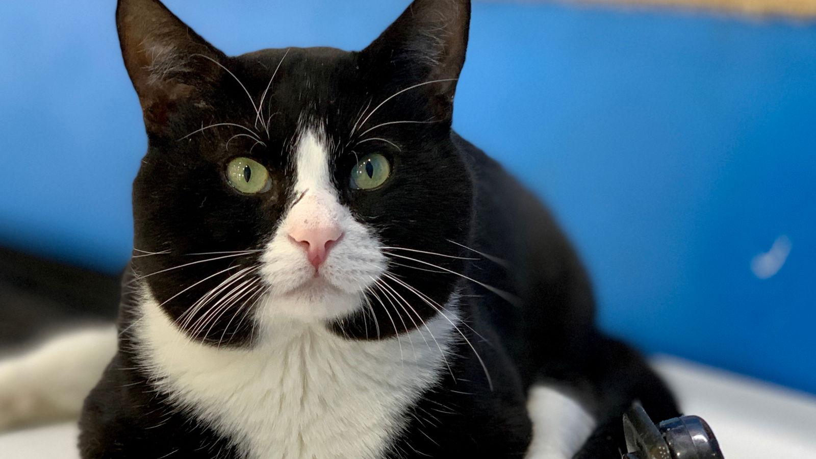 Professor X, Adoptable, Adult Male Domestic Short Hair.